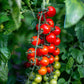 100 Red SWEETIE CHERRY TOMATO Super Sweet 1" Lycopersicon Fruit Vegetable Seeds