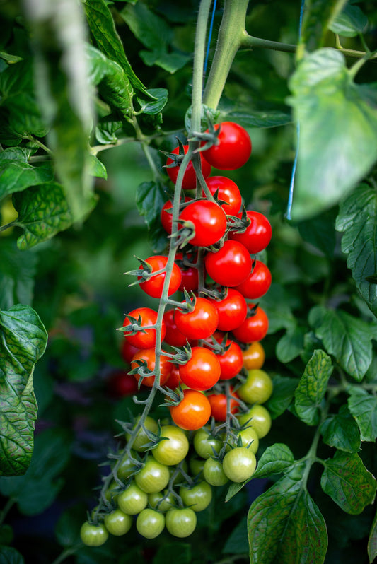 100 Red SWEETIE CHERRY TOMATO Super Sweet 1" Lycopersicon Fruit Vegetable Seeds
