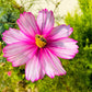 300 CANDY STRIPE COSMOS Bipinnatus Pink White Flower Seeds