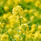 1000 YELLOW MUSTARD Brassica Juncea Vegetable Herb Seeds