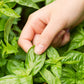 200 MOZZARELLA BASIL Sweet Italian Heirloom Ocimum Basilicum Herb Flower Seeds