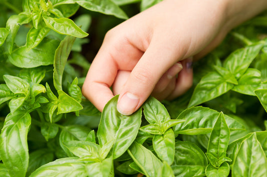 200 MOZZARELLA BASIL Sweet Italian Heirloom Ocimum Basilicum Herb Flower Seeds