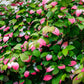 20 Variegated ARCTIC BEAUTY KIWI Fruit Edible Actinidia Kolomikta Vine Seeds