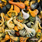 30 MIXED GOURD Lagenaria Siceraria Seeds