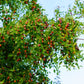 20 ASIAN DATE Jujube Ziziphus Spinosa Common Chinese Tsao Red Fruit Tree Seeds