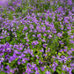 500 Purple FEBRUARY ORCHID Violet Cress Orychophragmus Violaceus 2" Flower Edible Vegetable Seeds