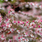 100 LADY In BLACK Calico ASTER Aster Lateriflorus Flower Seeds