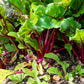 300 RHUBARB RED SWISS CHARD Perpetual Spinach Beta Vulgaris Vegetable Seeds