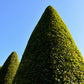 30 AMERICAN BOXWOOD Common Buxus Sempervirens European Box Shrub Seeds