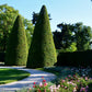 10 ENGLISH YEW Taxus Baccata Tree Shrub Conifer Sun or Shade Red Ornamental Berry Seeds