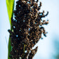 50 Organic BLACK AMBER SORGHUM Sugar Cane Sorghum Bicolor Grain Vegetable Seeds