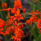 10 RED LUCIFER CROCOSMIA Crocosmia Masoniorum Flower Seeds