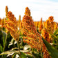 20 Syrup ROX ORANGE SORGHUM Waconia Sugar Cane Bicolor Vegetable Grain Seeds
