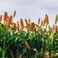 100 Wild Game FOOD PLOT SORGHUM aka Milo Deer & Game Bird Bicolor Seeds