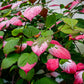 20 Variegated ARCTIC BEAUTY KIWI Fruit Edible Actinidia Kolomikta Vine Seeds