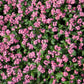 100 Victoria PINK FORGET Me NOT Myosotis Alpestris Shade or Sun Flower Seeds