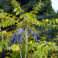7 BLUE SAUSAGE FRUIT Edible & Ornamental Decaisnea Fargesii Tree Shrub Seeds