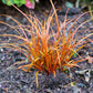 50 PHEASANT TAILS GRASS Feather Reed New Zealand Wind Stipa Arundinacea syn Anemanthele Lessoniana Ornamental Grass Seeds