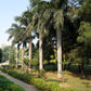 10 Florida ROYAL PALM Roystonea Regia Tree Houseplant Seeds