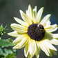 25 ITALIAN WHITE SUNFLOWER Helianthus Debilis Flower Seeds