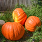 25 BIG MAX PUMPKIN Cucurbita Maxima Vegetable Seeds (Grow 100 pound pumpkins!)