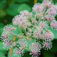 20 SIBERIAN GINSENG Eleutherococcus Senticosus Ci Wu Jia Herb Shrub Seeds
