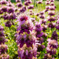 2000 BEE BALM Lemon MINT Monarda Citriodora Herb Purple Flower Seeds