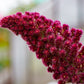 250 PRINCES FEATHER AMARANTHUS Cruentus Oeschberg Purple Red Flower Herb Seeds