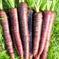 400 COSMIC PURPLE CARROT Daucus Carota Vegetable Seeds