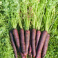 400 COSMIC PURPLE CARROT Daucus Carota Vegetable Seeds