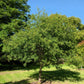 5 LAUREL OAK TREE Quercus Hemisphaerica Native aka Darlington Coastal & Sand Laurel Oak Seeds
