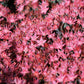 50 Red DRAGONS BLOOD SEDUM Stonecrop Sedum Spurium Flower Seeds