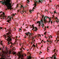150 MIXED SEDUM Stonecrop Succulent Groundcover Red White Yellow Pink Purple Flower Seeds