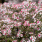 100 LADY In BLACK Calico ASTER Aster Lateriflorus Flower Seeds