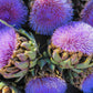 50 PURPLE ROMAGNA ARTICHOKE Italian Cynara Scolymus Flower Vegetable Seeds