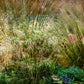 200 TUFTED HAIRGRASS Tussock Grass Deschampsia Cespitosa Moist Ornamental Native Seeds