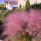 40 PINK MUHLY GRASS Cotton Candy Grass Muhlenbergia Capillaris Native Seeds