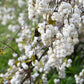 10 Dwarf CREEPING SNOWBERRY Shrub White Pink Flower Symphoricarpos Mollis Seeds
