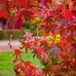 50 AMERICAN SWEETGUM Liquidambar Styraciflua Storax Alligator Sweet Gum Tree Seeds - Great Fall Color! Red Yellow Orange Purple
