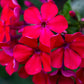 800 RED DRUMMOND PHLOX (Texas Pride) Phlox Drummondii Flower Seeds