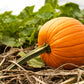 50 SPOOKIE PUMPKIN aka Deep Sugar Pie Pumpkin Cucurbita Pepo Vegetable Seeds