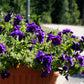 20 DOUBLE MIX PETUNIA Floribunda Red Pink Purple Flower Seeds