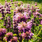 2000 BEE BALM Lemon MINT Monarda Citriodora Herb Purple Flower Seeds