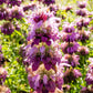 2000 BEE BALM Lemon MINT Monarda Citriodora Herb Purple Flower Seeds
