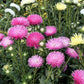 30 ROSE Pink NEEDLE ASTER Callistephus Chinensis Unicom Flower Seeds