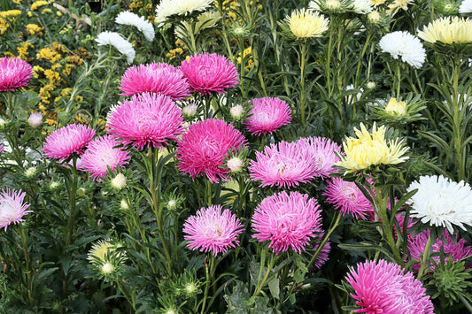 30 ROSE Pink NEEDLE ASTER Callistephus Chinensis Unicom Flower Seeds