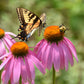50 PINK BABY CONEFLOWER Echinacea Pallida Flower Seeds