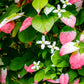 20 Variegated ARCTIC BEAUTY KIWI Fruit Edible Actinidia Kolomikta Vine Seeds