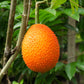 2 GAC FRUIT Gac Melon Vine Momordica Cochinchinensis Seeds
