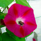 50 SCARLET O'Hara MORNING GLORY Red Ipomoea Nil Flower Vine Seeds